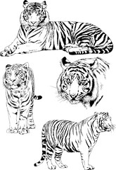 Fototapeta na wymiar set of vector drawings on the theme of predators tigers are drawn by hand with ink tattoo logos 