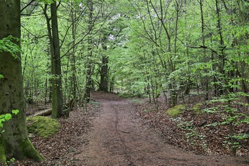 path in forest