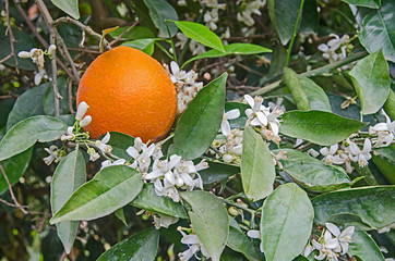Close up of Ripe oranges on tree