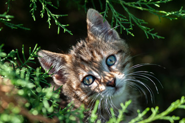 cat puppy with brindle hair, play with anything