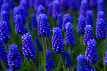 Muscari - blue Grape hyacinth. Spring flowers. Lots of Muscari armeniacum plant with blue flowers.