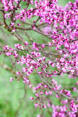 Pink flowers in Spring