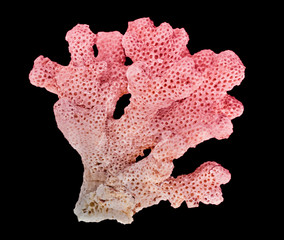 coral isolated on black background © Dmitry
