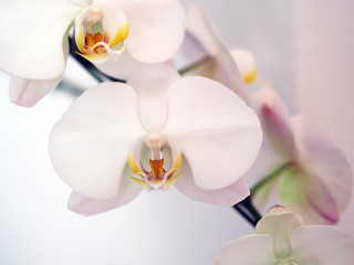 Closeup orchid flower in winter garden background