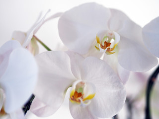 Naklejka na ściany i meble Closeup orchid flower in winter garden background