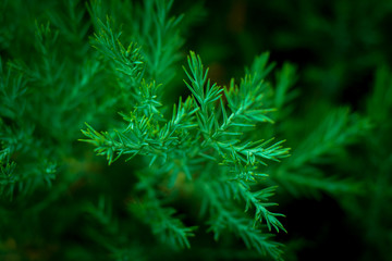 fresh green pine leaves in the nature.