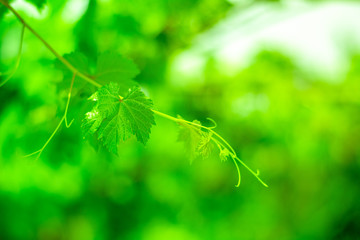 green grapes leaves in a vineyard.