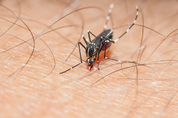 close-up shot of a tiger mosquito, which after having stuck its sting in my arm, begins to suck blood