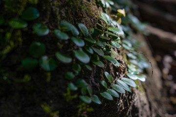 ivy on rock