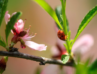 colorful flowers of spring garden