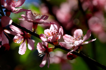 Fototapeta na wymiar colorful flowers of spring garden