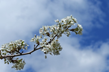 Cherry blossom. Spring Sakura flowers against the blue sky with white clouds
