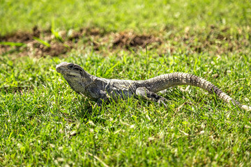 Iguana in the grass in Chichen Itza, Yucatan Peninsula, Mexico. Close-up of an iguana near the Chichen Itza