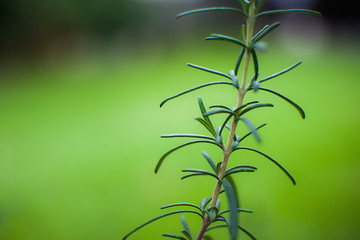 rosemary