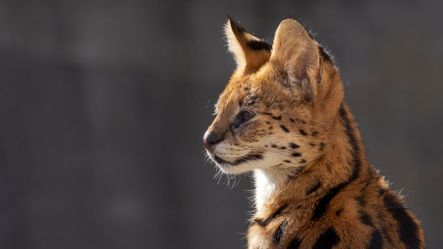 close up portrait of a serval cat