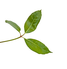 citrus branch  isolated on white