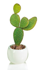 Close up of opuntia cactus in pot