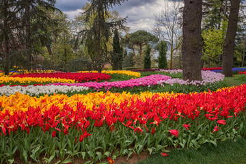 Tulip festival in amazing flowering garden - famous turkish park Emirgan Korusu in Istanbul, Turkey. Outdoor travel background for wallpaper or guide book