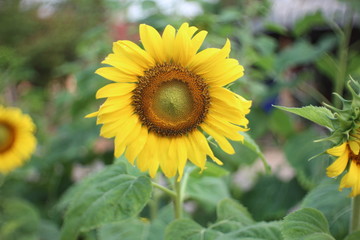 Fototapeta premium sunflower in field