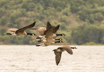 Canada Geese flying over the a lake 