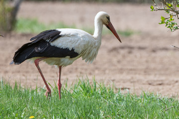 Stork feeding on fresh cultivated field.