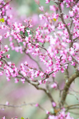 Pink flowers in Spring