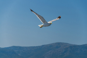 Seagulls in clear blue sky over mountains of Island Hvar, Croatia
