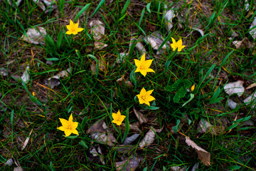 tulips in spring bloom one of the first that can be more beautiful than yellow tulips in a pine forest
