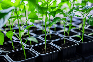 Seedlings of pepper plant vegetable