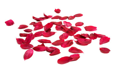 red sakura flower isolated