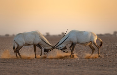 Arabian Oryx