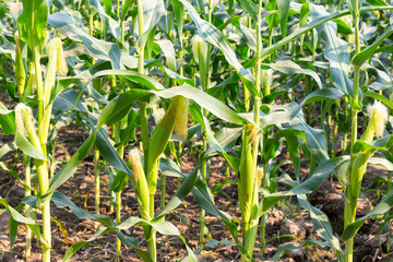 Obraz premium fresh corn on stalk in field