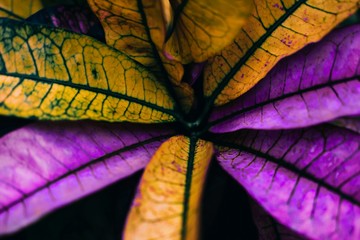 Beautiful croton flower © Nataliya