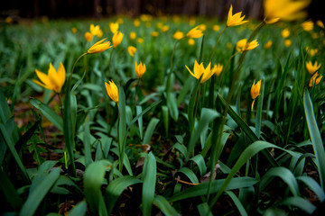 tulips in spring bloom one of the first that can be more beautiful than yellow tulips in a pine forest