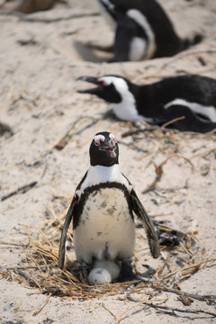 Penguins at Boulders Beach, South Africa