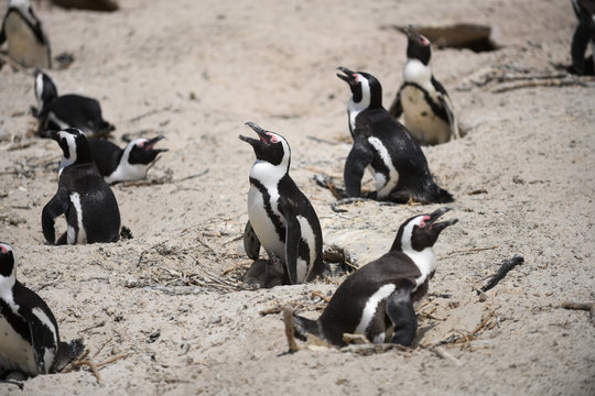 Penguins at Boulders Beach, South Africa