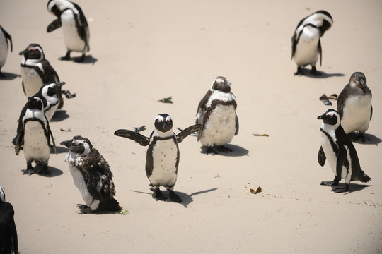 Running Penguins at Boulders Beach, South Africa