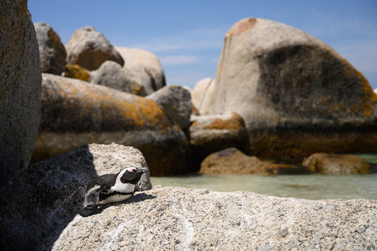 Solo Penguin sunning himself at Boulders Beach, South Africa