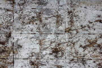 wild weeds on walls
