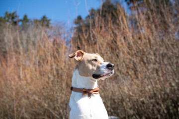 Mixed Breed Short Haired Dog Sitting on Winter Beach