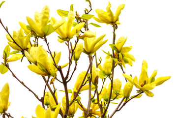 Natural background concept: yellow magnolia flowers on tree branches, white background.