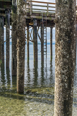 Pier Pilings At Low Tide 3