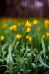 tulips in spring bloom one of the first that can be more beautiful than yellow tulips in a pine forest