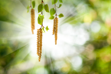 image of birch branches on a green background