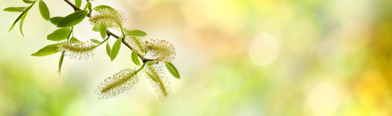 image of birch branches on a green background