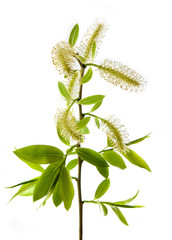 Isolated image of a flowering branch