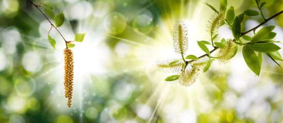 isolated image of birch branches in the garden