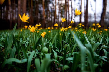 tulips in spring bloom one of the first that can be more beautiful than yellow tulips in a pine forest
