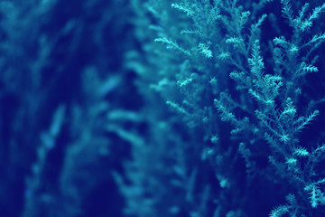 Blue plant background. Christmas template