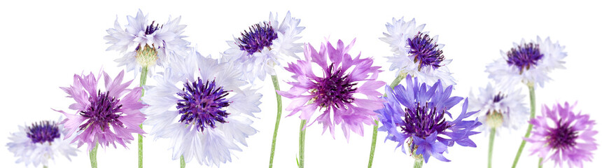 Obraz premium Isolated image of beautiful flowers on white background.